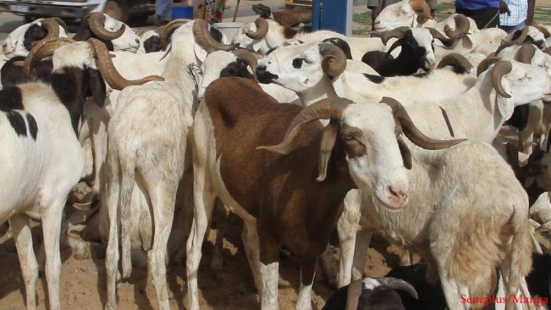 Tentative de vol de bétail à Touba : Les malfaiteurs échappent à un lychage populaire