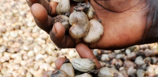 Anacarde : les producteurs tablent sur 160 000 tonnes cette année