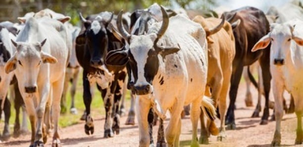 Vol de bétail à Sédhiou : Trois boeufs volés en Guinée-Bissau gardés à la gendarmerie