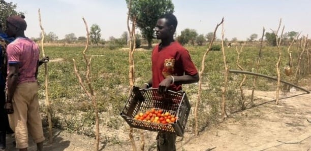 Pénurie d’eau à Gouye Mbanda (Koungheul) : Impact sur l'activité des producteurs maraîchers