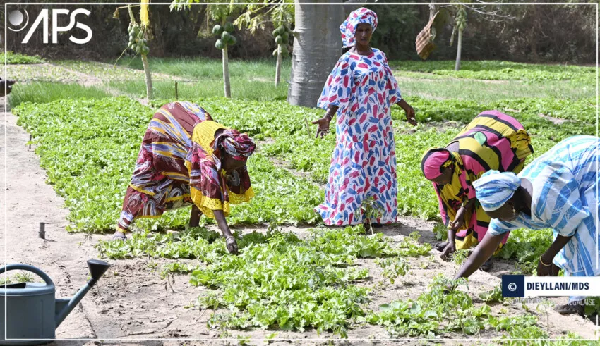 La Banque africaine de développement (BAD) fait un don de 12 milliards de francs CFA pour renforcer la sécurité alimentaire au Sénégal