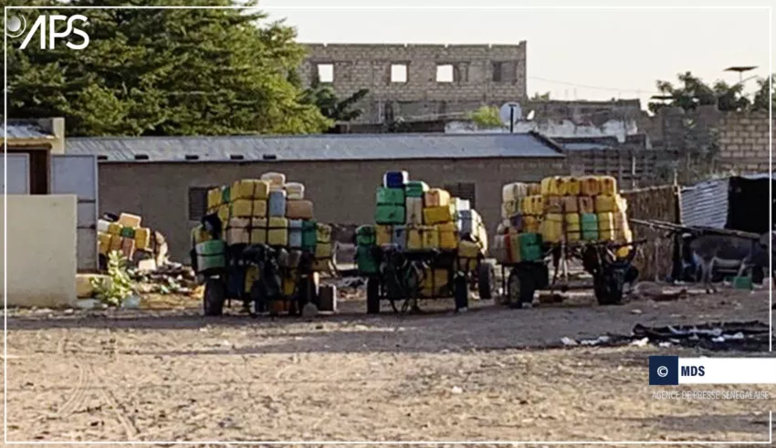 Transport hippomobile à Mbacké : les autorités prennent des mesures contre l'utilisation de produits dopants
