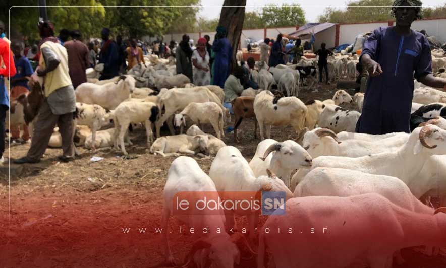 Fatick se prépare à accueillir 80 000 moutons pour la Tabaski, annonce le gouverneur Seynabou Guèye