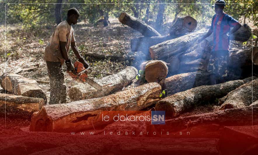 Opération anti-braconnage à Vélingara : Mobilisation contre l’abattage clandestin d’arbres à la frontière sénégalo-gambienne