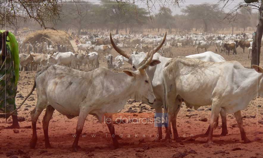 Sénégal : Un programme ambitieux pour booster l’élevage